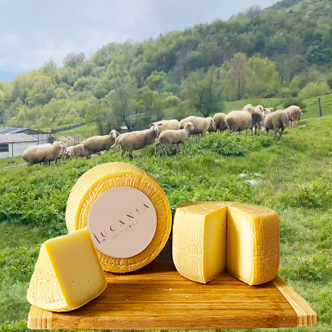 Pecorino Moliterno stagionato  12 mesi